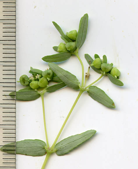 Euphorbia hyssopifolia